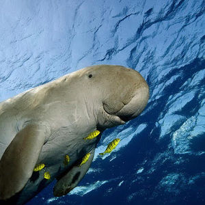 Meet your Posher, Omneity